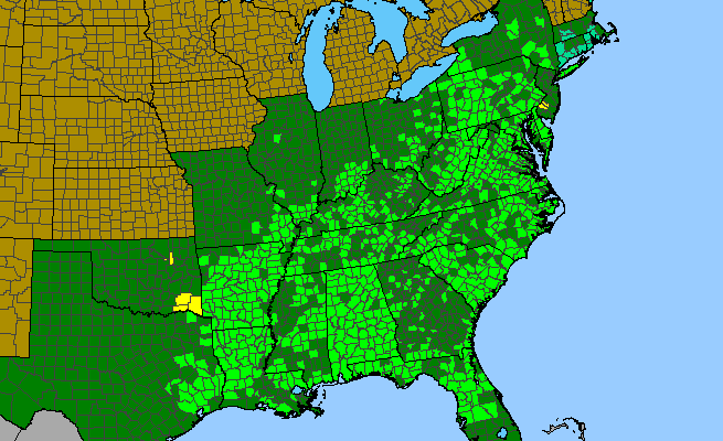 The range of Aralia spinosa
